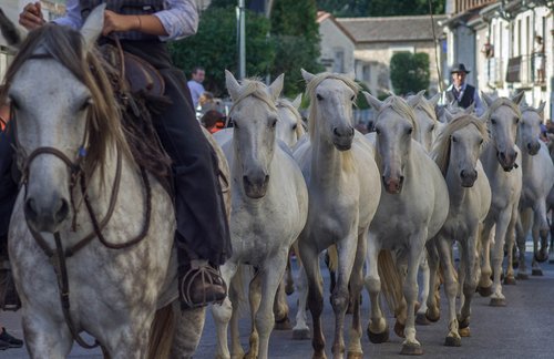 camargue  horses  gardians