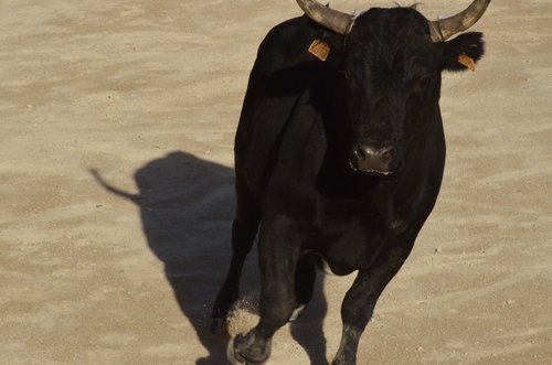 camargue  bull  nature