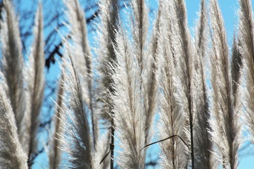 camargue nature landscapes