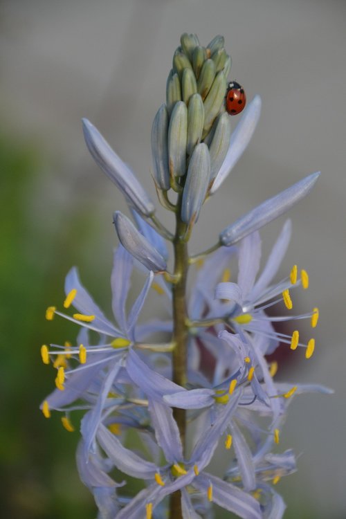 camassia  camassia leichtlinii caerulea  flower