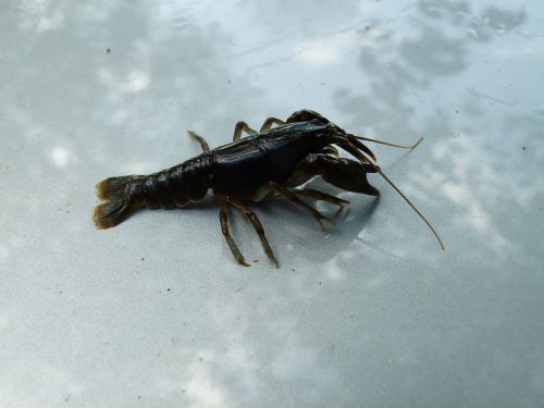 cambarus bartonii crayfish appalachian brook crayfish