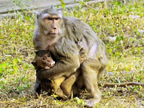 cambodia angkor monkey
