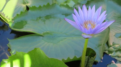 cambodia lotus flower