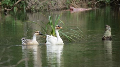 cambodia river forest