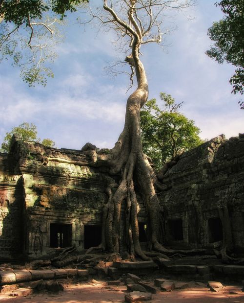 cambodia prohm ta prohm