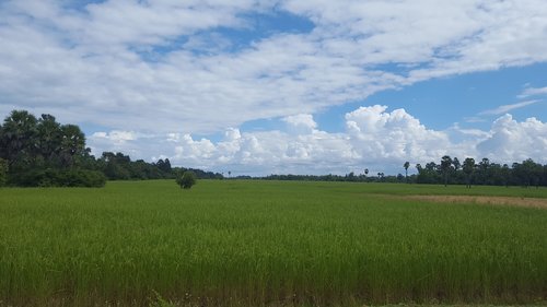 cambodia  rice field  harvest