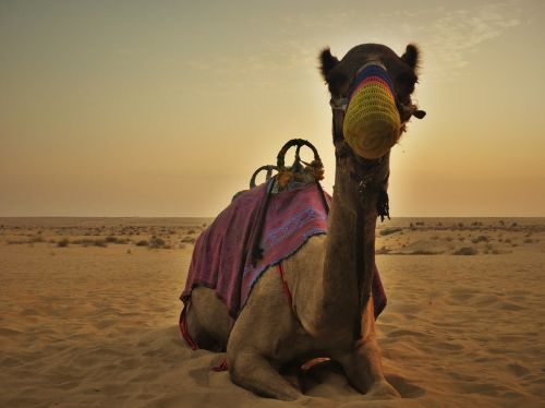 camel dubai desert
