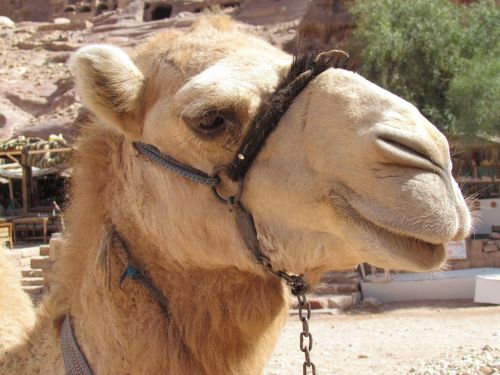 camel desert wadi