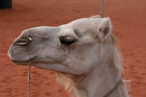 camel head animal