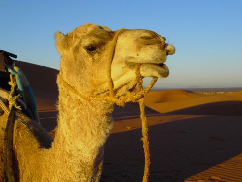 camel dromedary portrait