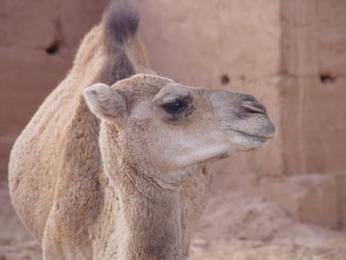 camel animal dromedary