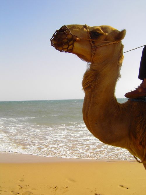 camel seaside sand