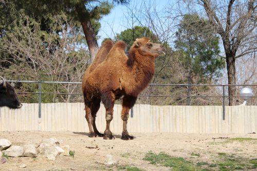 camel animals zoo