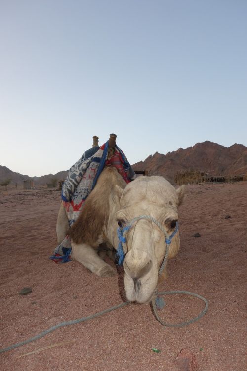 camel egypt desert