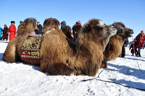 camel winter bactrian