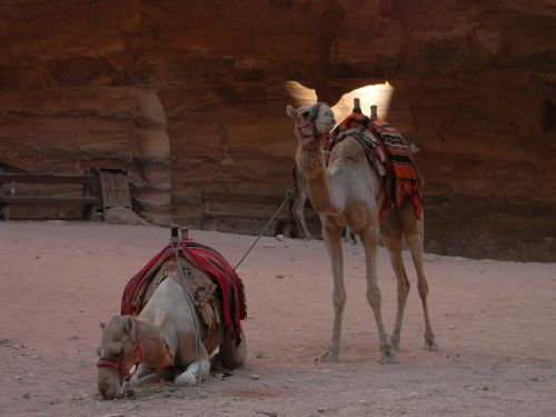 camel desert sand