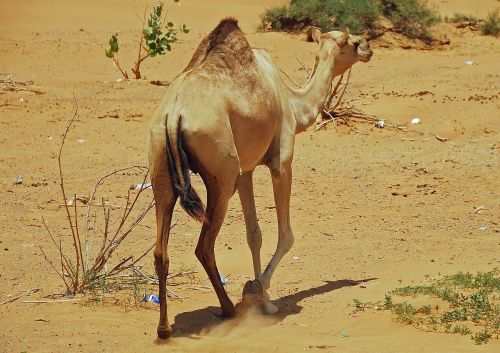 camel mammal desert