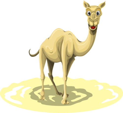 camel animal egypt