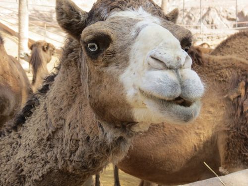 camel the eyes chub