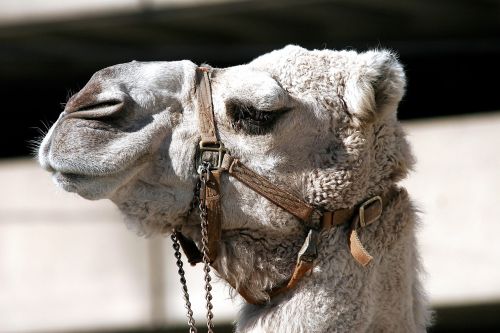 camel bridle animal