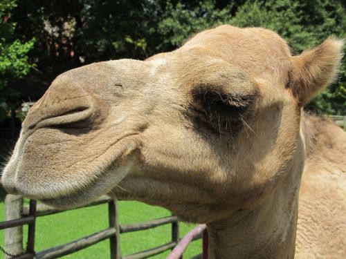 camel head mother
