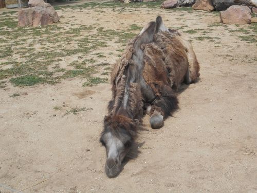 camel animal zoo