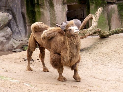 camel zoo desert ship