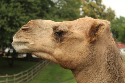camel head closeup