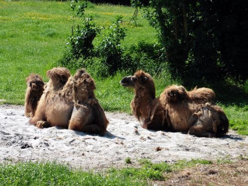 camel zoo animal