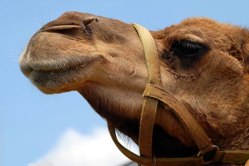 camel face close up