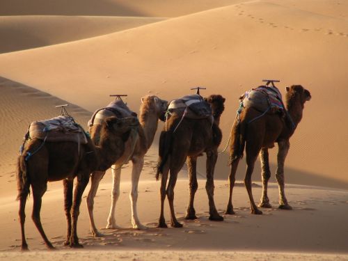 camel desert morocco