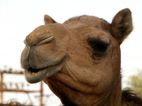 camel head eyes
