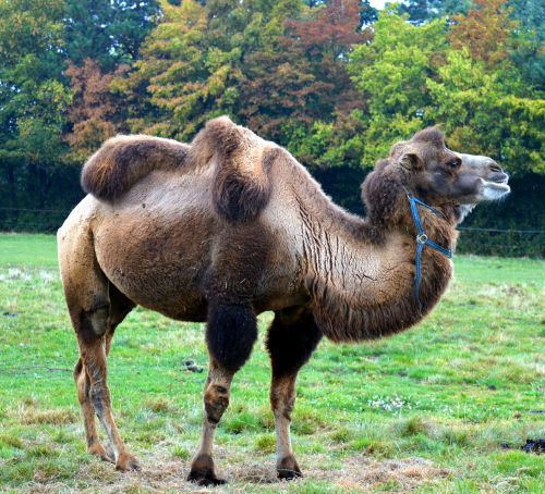 camel camelus dromedarius calluses ohler