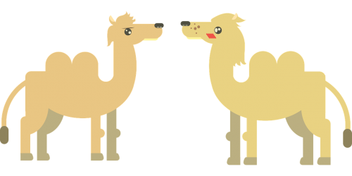 camel animal desert