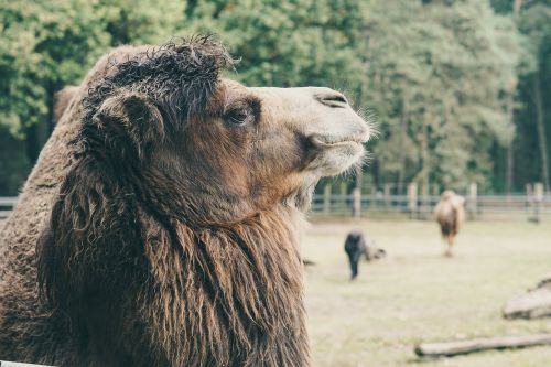 camel captivity wood