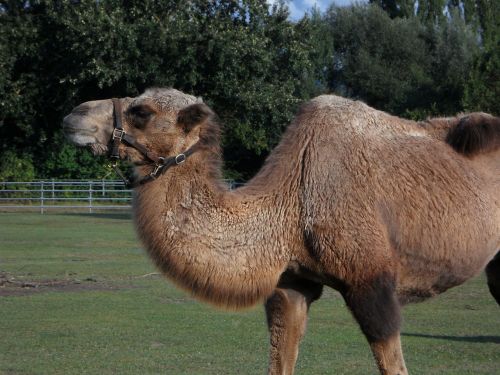 camel zoo tiergarten