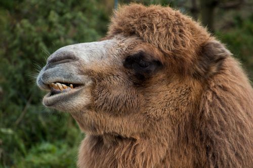 camel camel head tooth