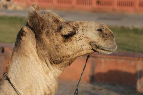 camel desert sand