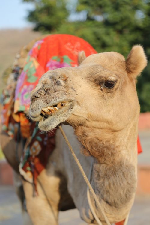 camel desert animal