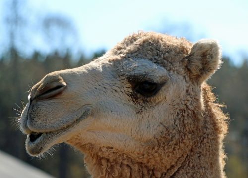 camel head lips
