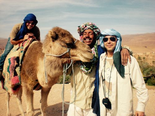 camel portrait desert