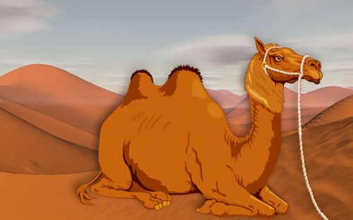 camel desert dunes