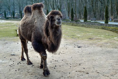 camel animal zoo