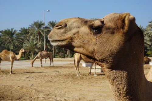 camel animal portrait