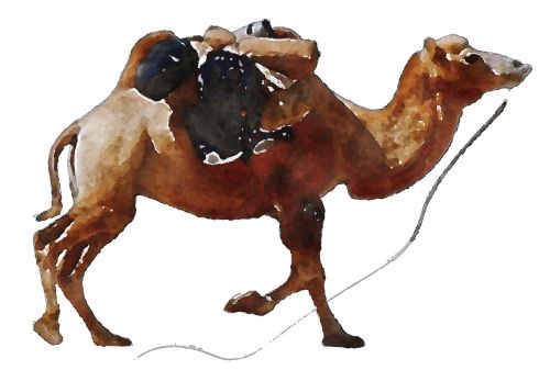 camel animal watercolor