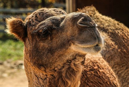camel dromedary camel camelus dromedarius