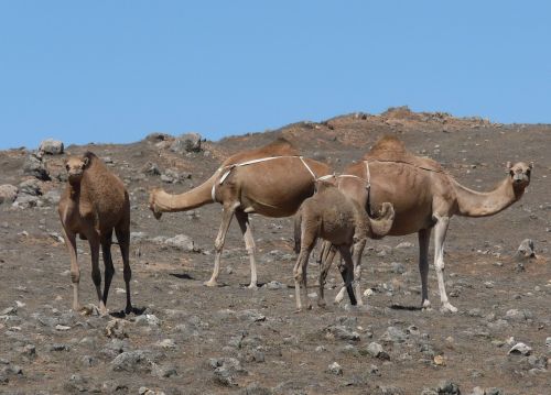 camel desert wadi