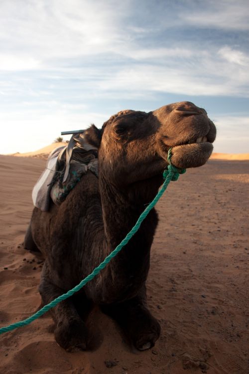 camel desert portrait