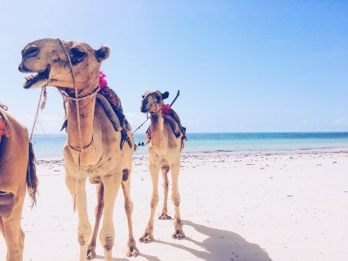 camel ocean travel