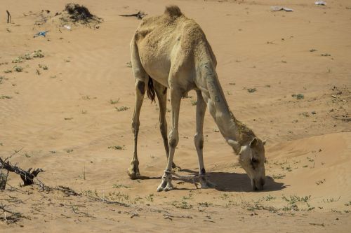 camel camels desert